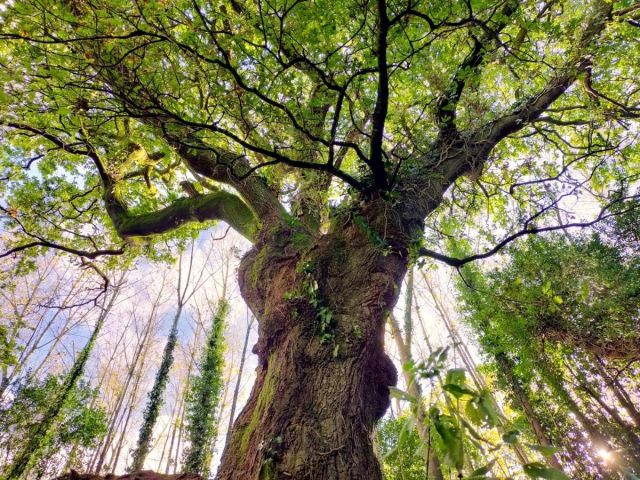 Vamos votar no carvalho da Floresta do Banquete de Conxo, a árvore finalista da Euro-região