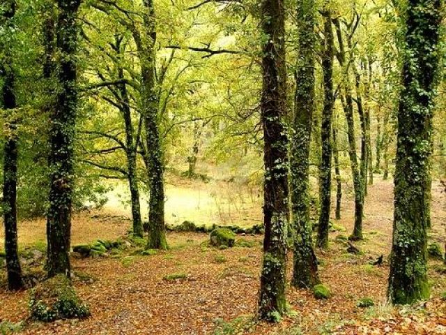 Viana do Castelo celebra Día Mundial da Árbore con la plantación de 3.500 árbores