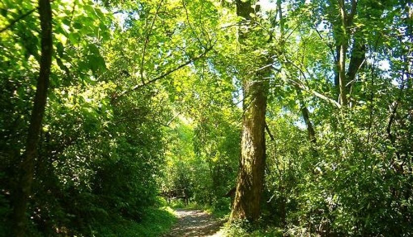 Pontevedra analiza las posibilidades que ofrece el monte en el siglo XXI