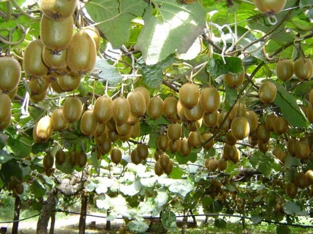Um projeto entre o Norte de Portugal e a Galiza para a otimização de um milhão de hectares de matagal