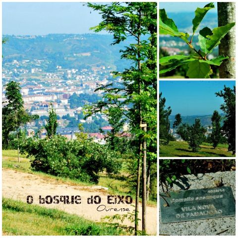 O bosque de Montealegre un ano despois