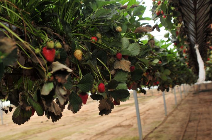 “Famalicão Bio Capital” promueve la agricultura biológica